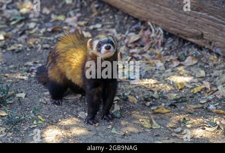 Polecat (Mustela putorius). Eine Art von Musteliden, die im westlichen Eurasien und Nordafrika beheimatet ist. Dieses Säugetier lebt im Wald. Es ist nachtaktiv und ernährt sich Stockfoto
