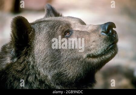 Das Porträt eines Grizzlybären (Ursus arctos horribilis), auch bekannt als nordamerikanischer Braunbär oder einfach Grizzly, ist eine Population oder Unterart von Stockfoto