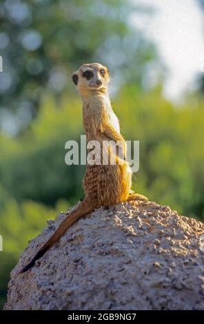 Erdmännchen Wache für Raubtiere. Das erdmännchen (Suricata suricatta), auch als die Erdmännchen bekannt, ist eine aktive Mongoose, lebt in unterirdischen bu Stockfoto