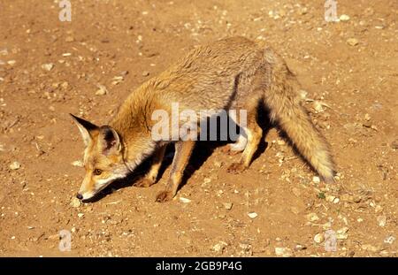 Red Fox (Vulpes vulpes). Die Red Fox ist die größte der echte Füchse, als auch geographisch verteilt Mitglied der Carnivora, Stockfoto