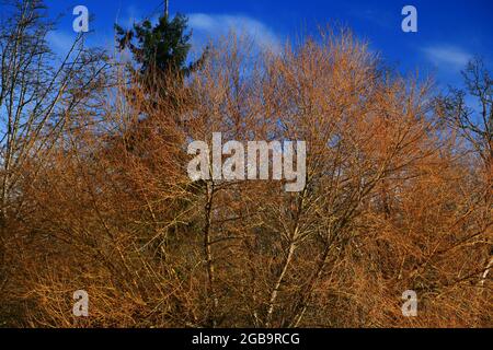 Ein Außenbild eines pazifischen Nordwestwaldes mit gemischten Bäumen Stockfoto