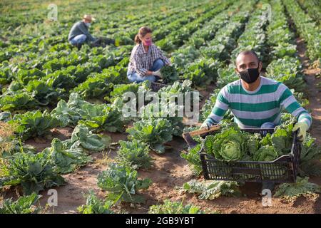 Mann in Maske erntet Kohl auf dem Feld Stockfoto