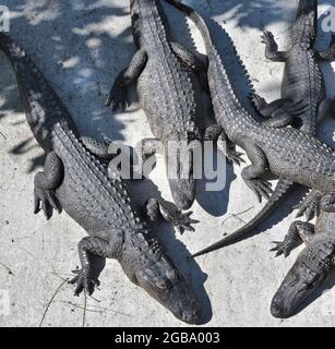 Eine Reihe von Alligatoren sonnen sich im Vogelbeobachtungs- und Naturzentrum und Alligatorenschutzgebiet auf South Padre Island, Texas, USA. Stockfoto