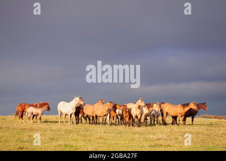 Große Herde von Viertelpferden im Freien auf der Grasweide im späten Nachmittag Sonnenlicht Stockfoto