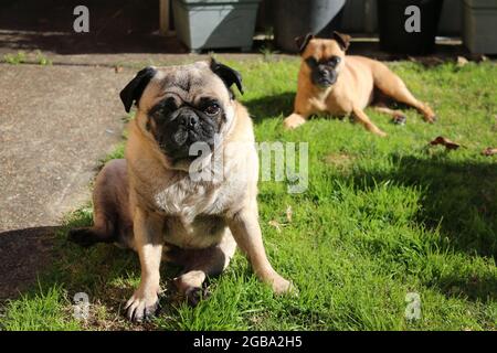 Zwei Hunde sitzen im Gras Stockfoto