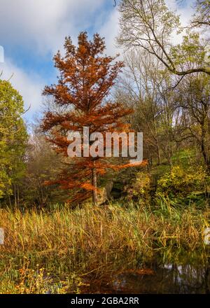 Roter Ahorn im Sofievsky Arboretum oder Sofiyivsky Park in Uman, Ukraine, an einem sonnigen Herbsttag Stockfoto