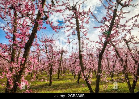 Obstgarten von blühenden Pfirsichbäumen im Frühjahr in der Ebene von Veria in Nordgriechenland Stockfoto