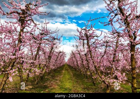Obstgarten von blühenden Pfirsichbäumen im Frühjahr in der Ebene von Veria in Nordgriechenland Stockfoto