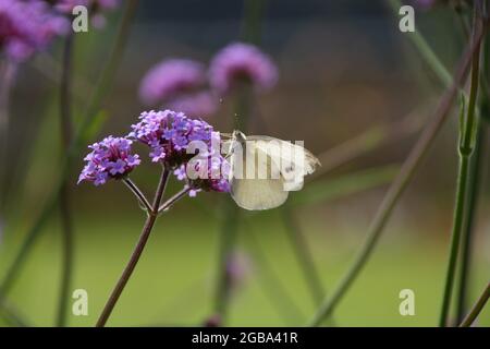 Baldrian Blume mit dem weißen Schmetterling, der süßen Pollen trinkt Stockfoto