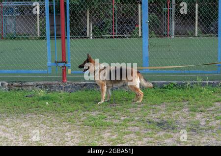 Erwachsener Hund an Metallzaun gebunden. Deutscher Schäferhund mit Halsband und Leine an der roten Metallstange wartet auf seinen Besitzer. Seitenansicht. Haustiere. Stockfoto