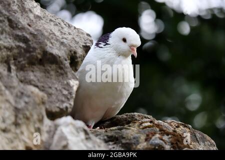 Weiße Taube auf einem Felsen auf unscharfem Naturhintergrund. Porträt einer Taube im Sommer Stockfoto