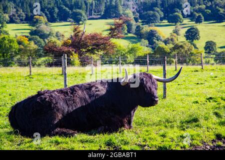 Typische langhaarige Kuh aus dem schottischen Hochland Stockfoto