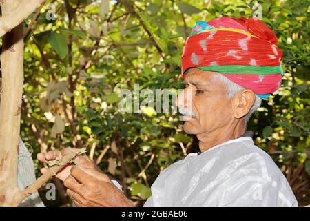 Nahaufnahme eines asiatischen Bauern, der im Garten steht, in einem bunten Turban und weißen Kleid, sieht einen wachsenden neuen Guavazweig Stockfoto