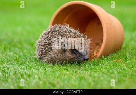 Wilder, einheimischer Igel auf der Suche nach Igelfreunden im Garten. In einem Wildtierhäuschen aufgenommen, um die Gesundheit und die Population dieses rückläufigen Säugetieres zu überwachen Stockfoto