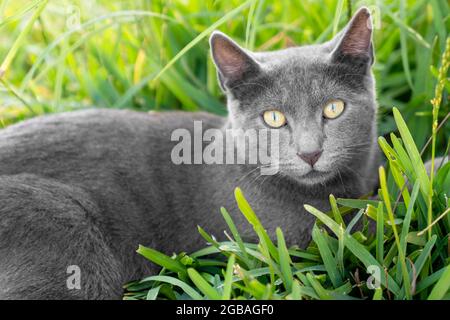 Eine entzückende graue Fellkatze sitzt auf Gras und starrt mit neugierigen und großen Augen. . Hochwertige Fotos Stockfoto