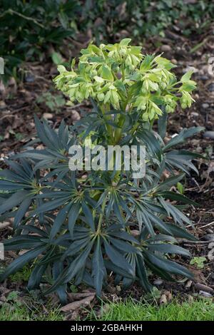 Stinkende Hellebore (Helleborus foetidus) immergrüne mehrjährige Pflanze mit schalenförmigen Blüten im Spätwinter, Bekshire, Februar Stockfoto