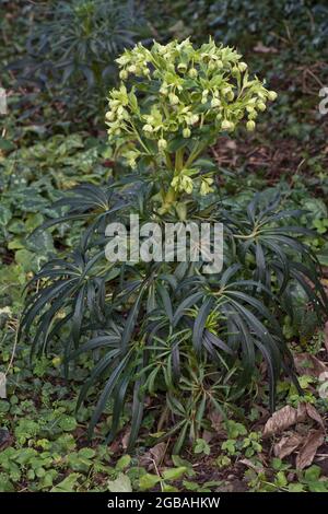 Stinkende Hellebore (Helleborus foetidus) immergrüne mehrjährige Pflanze mit schalenförmigen Blüten im Spätwinter, Bekshire, Februar Stockfoto