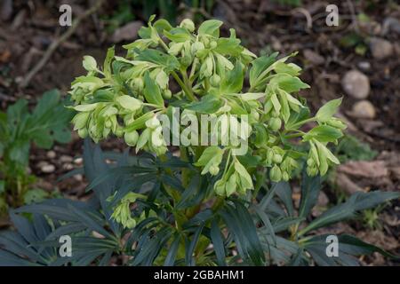 Stinkende Hellebore (Helleborus foetidus) immergrüne mehrjährige Pflanze mit schalenförmigen Blüten im Spätwinter, Bekshire, Februar Stockfoto