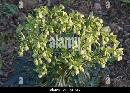 Stinkende Hellebore (Helleborus foetidus) immergrüne mehrjährige Pflanze mit schalenförmigen Blüten im Spätwinter, Barkshire, März Stockfoto