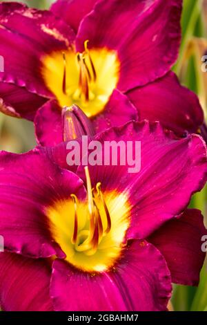 Taglilie Hemerocallis 'Bela Lugosi' Taglilie blüht im Juli Stockfoto