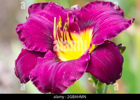 Taglilie Hemerocallis 'Bela Lugosi' Taglilie Stockfoto