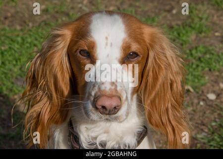Gesicht eines Spanielwelpen mit einer langen Bräune, braunen Ohren und einem weißen und braunen Gesicht und einer rosa Nase, die auf die Kamera schaut, April Stockfoto