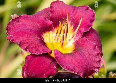 Taglilie Hemerocallis 'Bela Lugosi' Blume Taglilie Stockfoto