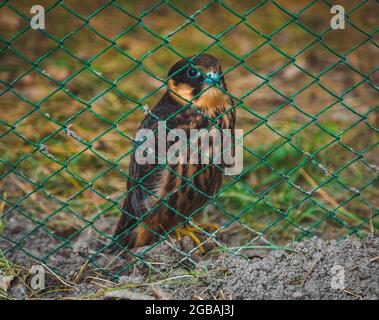 Junger Steinadler in einem Käfig Stockfoto