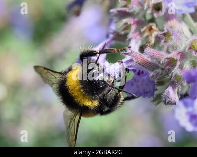 Detaillierte Nahaufnahme der Hummel, die eine Blume bestäubt Stockfoto