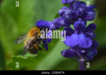 Detaillierte Nahaufnahme der Hummel, die eine Blume bestäubt Stockfoto