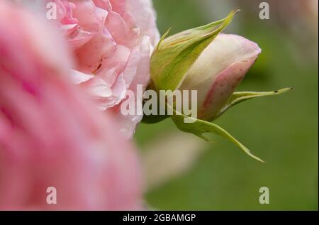Makroaufnahme einer natürlichen rosa Rosenblume mit Regentropfen Stockfoto