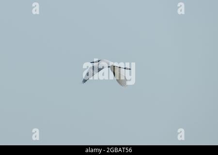 Kerkini-See, Griechenland, 13. Juli 2021: Der kleine Reiher ist eine Vogelart der Familie der Ardeidae. Stockfoto