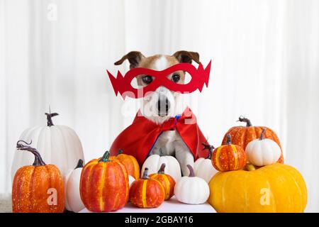 Jack russell Terrier Hund in einem Superhelden Kostüm zwischen orangen Kürbissen auf weißem Hintergrund. Porträt eines niedlichen kleinen Haustieres, das mit einem Höhlchen sitzt Stockfoto