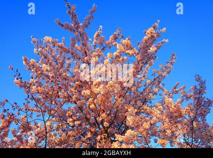 Im Frühling in Washington DC blüht die Rose mit weißen und rosa Kirschblüten Stockfoto