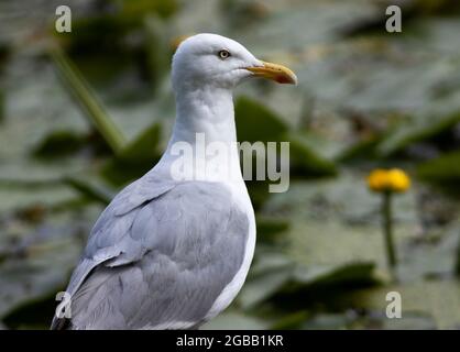 Die Herringmöwe ist eine große, wild aussehende Seevöll, die sich angepasst hat, um die menschlichen Aktivitäten sowohl an der Küste als auch im Landesinneren zu nutzen. Stockfoto