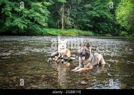 Deutscher Schäferhund und Welsh Corgi Pembroke im Thaya, Waldviertel, Österreich Stockfoto