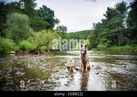 Deutscher Schäferhund und Welsh Corgi Pembroke im Thaya, Waldviertel, Österreich Stockfoto