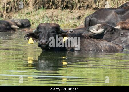 Lake Kerkini, Griechenland, 13. Juli 2021: Der levantinische Büffel ist eine Rasse von Sumpfbüffeln, auch bekannt als Hausbüffel. Stockfoto