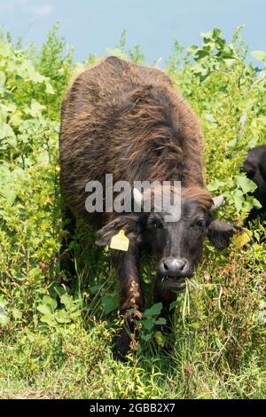 Lake Kerkini, Griechenland, 13. Juli 2021: Der levantinische Büffel ist eine Rasse von Sumpfbüffeln, auch bekannt als Hausbüffel. Stockfoto