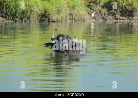 Lake Kerkini, Griechenland, 13. Juli 2021: Der levantinische Büffel ist eine Rasse von Sumpfbüffeln, auch bekannt als Hausbüffel. Stockfoto