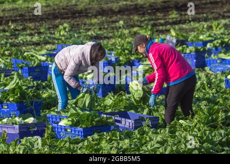 Farmprodukte in Tarleton, Lancashire. UK Wetter 3 Aug 2021; helle sonnige Kondtionen in der Gegend, die als die Salatschüssel bekannt ist, um Cos oder Romaine (Romano) Salat für ASDA Supermärkte zu pflücken. Bulgarische, osteuropäische Außendienstmitarbeiter haben EU-Wanderarbeitnehmer in diesem Gebiet des Vereinigten Königreichs ersetzt, da aufgrund von Zwangsflugbeschränkungen die übliche Anzahl europäischer Saisonarbeiter nach Großbritannien nicht mehr reisen konnte. Britische Arbeitgeber können Arbeitnehmer aus Bulgarien und Rumänien einstellen, um Positionen unter verschiedenen Umständen zu besetzen. Quelle: MediaWorldImages/AlamyLiveNews Stockfoto