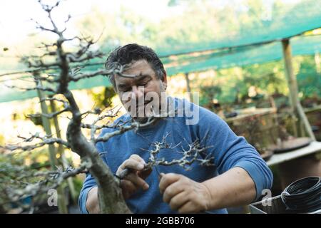 Kaukasischer Gärtner, der sich um Bonsai-Baum im Gartencenter kümmert Stockfoto