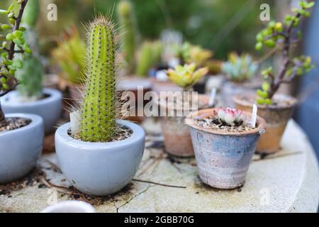 Verschiedene Sukkulenten und Kakteen Pflanzen wachsen in Töpfen im Gartencenter Stockfoto