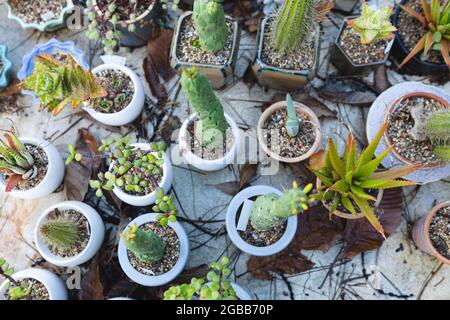 Verschiedene Sukkulenten und Kakteen Pflanzen wachsen in Töpfen im Gartencenter Stockfoto
