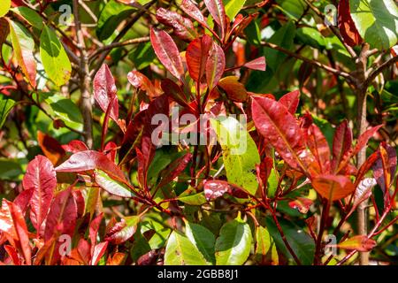 Photinia x fraseri 'Red Robin' ein immergrüner, frühlingsblühender Strauch Pflanze mit einer weißen Frühlingsblume und roten Blättern und Wird häufig für Hedgin verwendet Stockfoto
