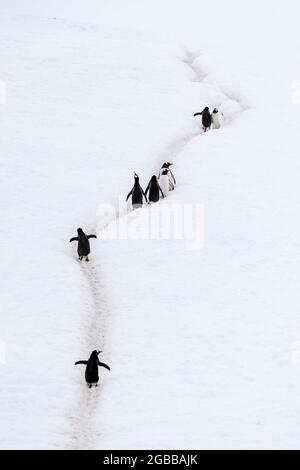 Erwachsene Gentoo-Pinguine (Pygoscelis papua), Wandern auf Pinguin-Autobahnen, Neko Harbour, Antarktis, Polarregionen Stockfoto