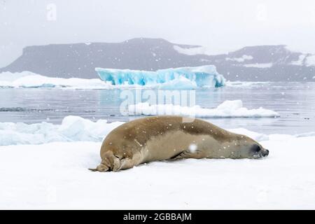 Eine Krabbenrobbe für Erwachsene (Lobodon carcinophaga), die im Antarctic Sound, im Weddellmeer, in der Antarktis und in den Polarregionen auf dem Eis herausgeschleppt wird Stockfoto