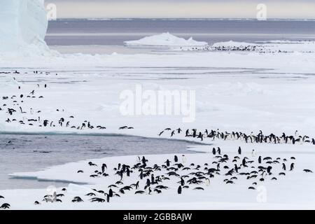 Adeliepinguine (Pygoscelis adeliae), Wandern und Schlittern entlang des ersten Jahres Eis in Gerlache Strait, Antarktis, Polarregionen Stockfoto