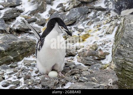 Chinstrap Pinguin (Pygoscelis antarcticus), auf Eiern auf Krönungsinsel, Süd-Orkney-Inseln, Antarktis, Polarregionen Stockfoto