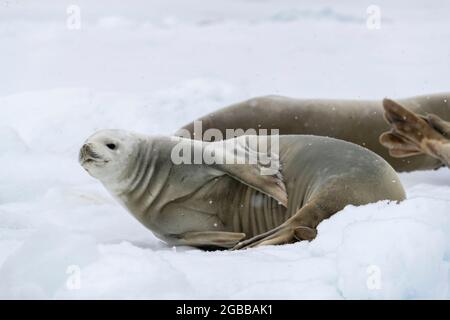 Eine Krabbenrobbe für Erwachsene (Lobodon carcinophaga), die im Antarctic Sound, im Weddellmeer, in der Antarktis und in den Polarregionen auf dem Eis herausgeschleppt wird Stockfoto